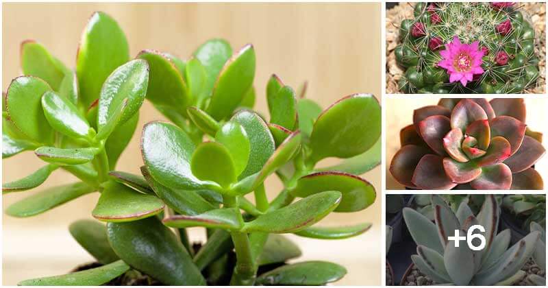 The Most Popular Indoor Succulents You Can Grow Easily