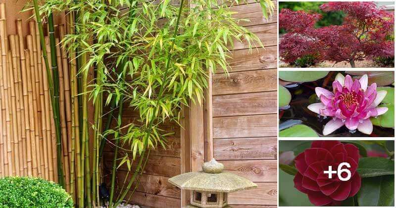 10 Best Japanese Garden Plants