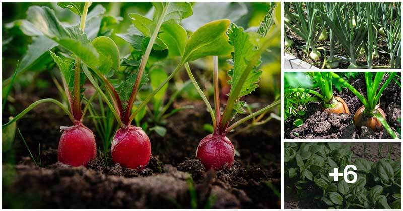 10 Daily Vegetables That Can Grow In Partial Sun And Shade