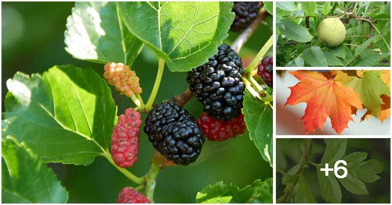 10 Trees That Have Edible Leaves You Can Grow In The Garden