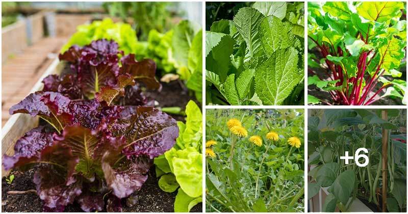 11 Fast-growing Green Vegetables That You Can Grow Easy Anywhere