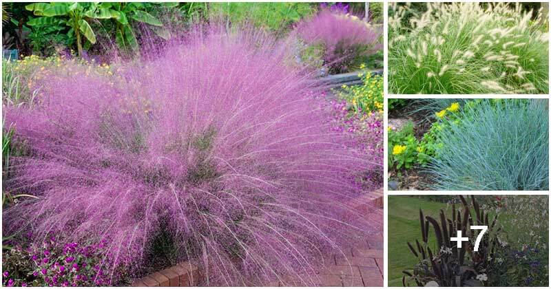 11 Low-maintenance Ornamental Grass Types To Grow To Your Garden