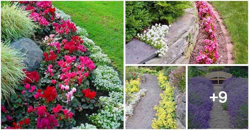 13 Best Beautiful Plants For Edging
