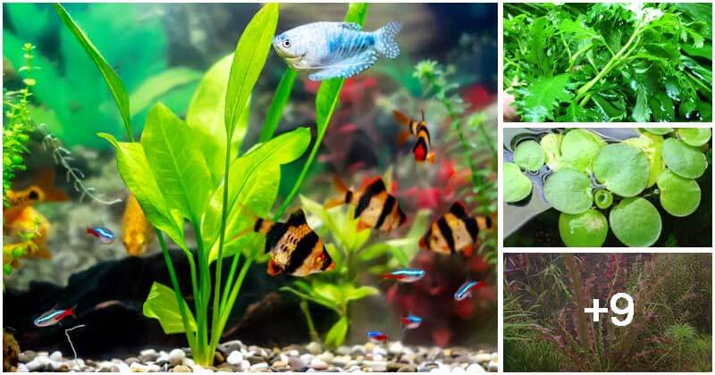 13 Fast-growing Aquarium Plants For Your Water Garden