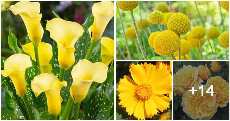 18 Beautiful Yellow Perennial Flowers