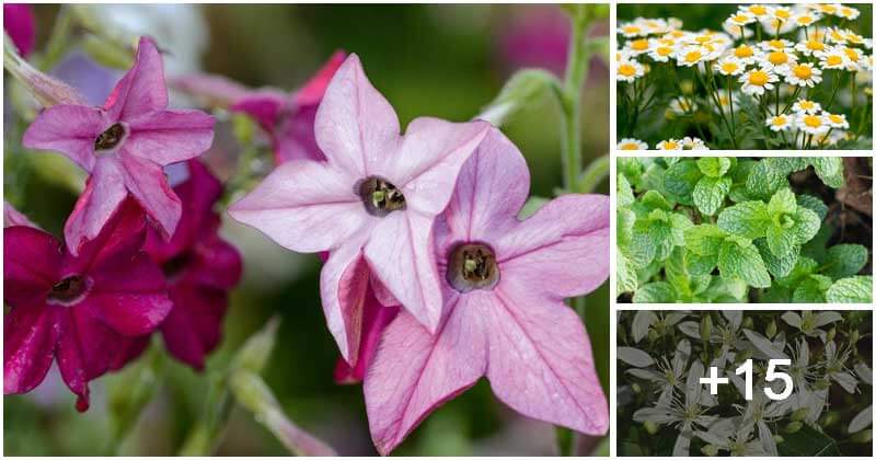 19 Common Fragrant Herbs And Flowers To Grow For An Aromatic Garden
