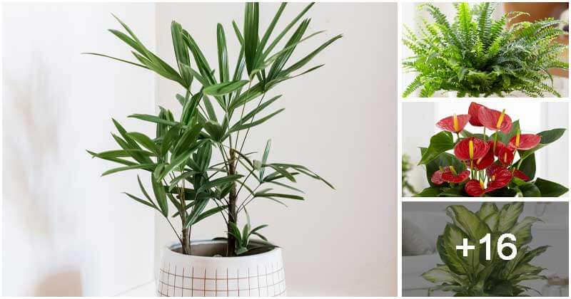 20 Air Purifier Houseplants You Should Grow In The Home