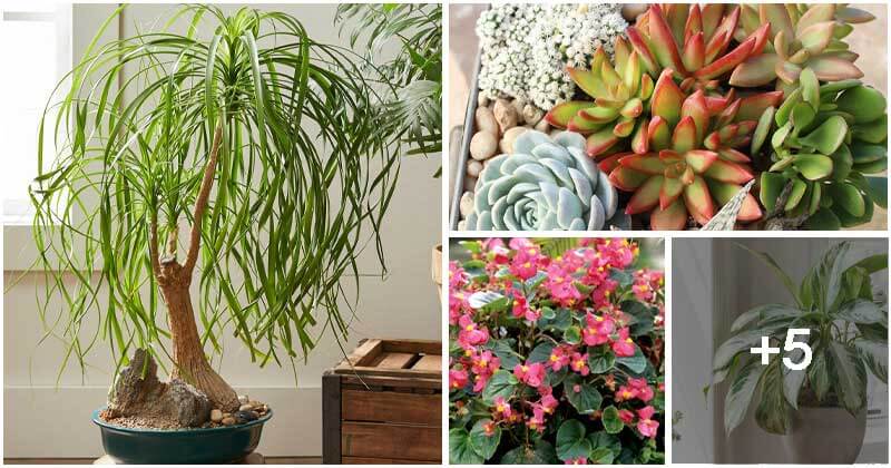 9 Indoor Plants That Still Grow Well When Neglected