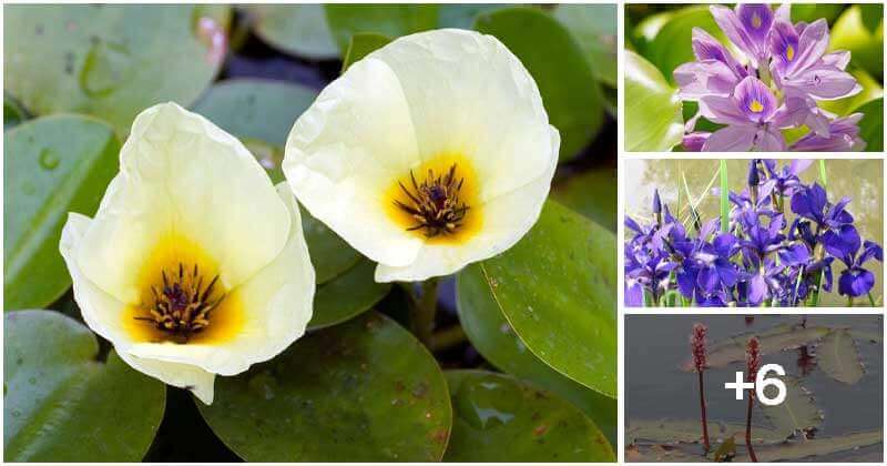 Best Plants For Your Koi Pond