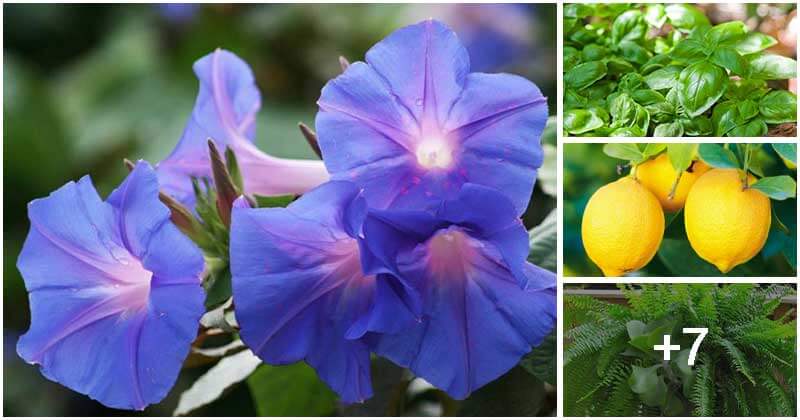 11 Lucky Plants For The Front Of Your House