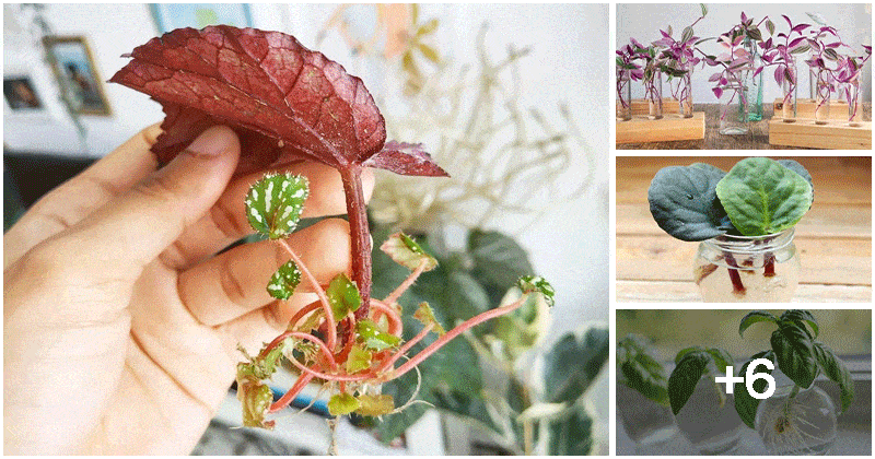 10 Plants To Propagate Easily In Water Without Needing Soil