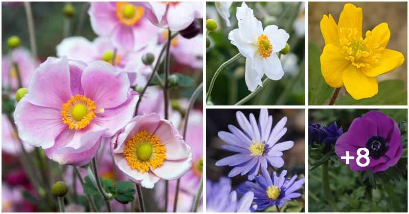 14 Beautiful Windflower Types That You Can Grow For Your Landscape