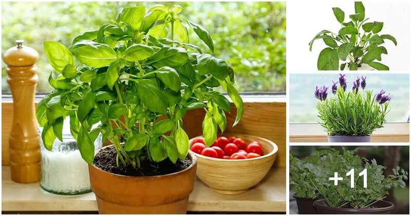 14 Indoor Herbs To Grow Easily Year Round