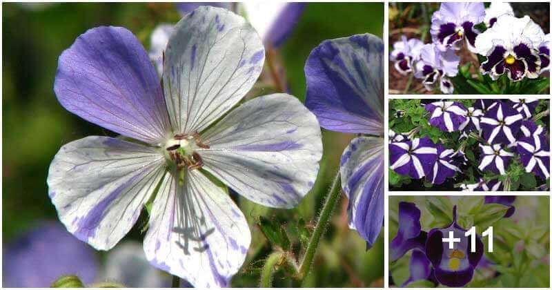 15 Easy-to-grow White And Purple Flowers For Your Garden