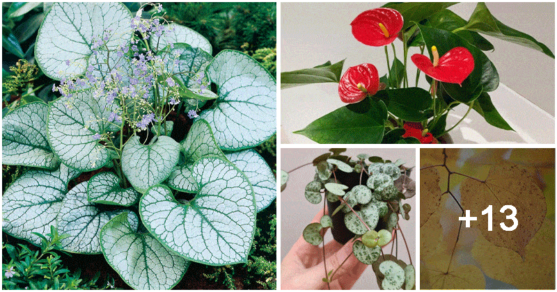 17 Indoor And Outdoor Plants That Have Heart Shaped Leaves