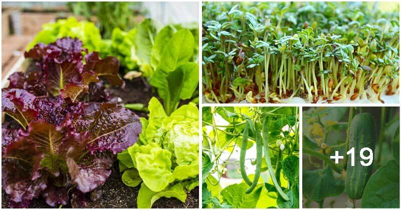 23 Easy-to-grow Vegetables From Seeds