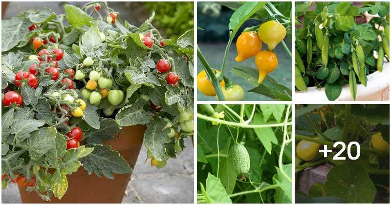 25 Lovely Miniature Vegetables and Fruits