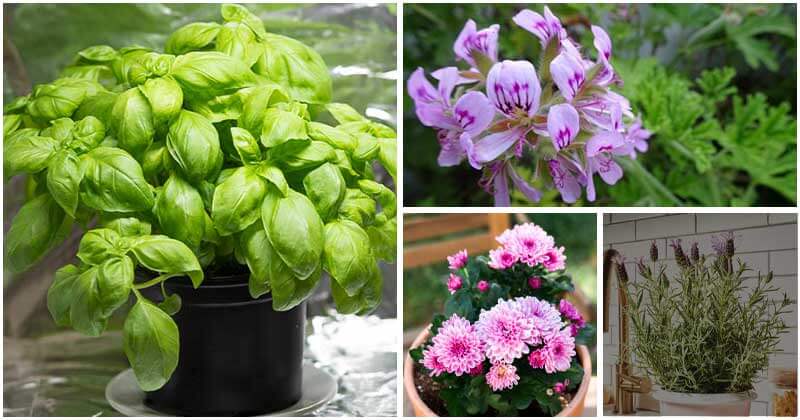 6 Indoor Plants That Can Get Rid Of Spiders