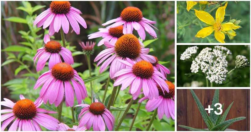Collection of Essential Medicinal Plants You Should Grow In The Garden