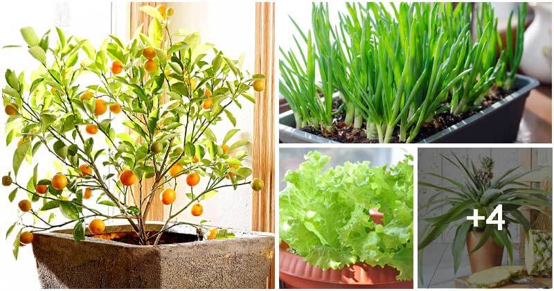 Kitchen Scraps You Can Re-grow To Become Indoor Plants In The Future