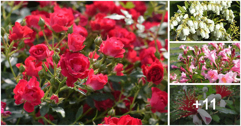 15 Beautiful Flowering Bushes For Year-round Color