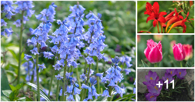 15 Best Bulb Flowers To Grow In Your Garden