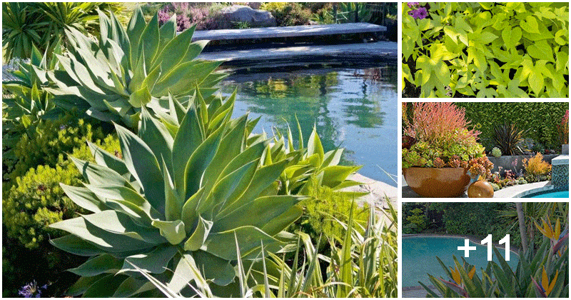 15 Stunning Plants For Pool Landscape