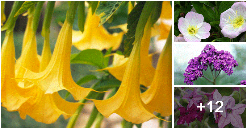 16 Beautiful Flower Types That Spread Fragrance At Night