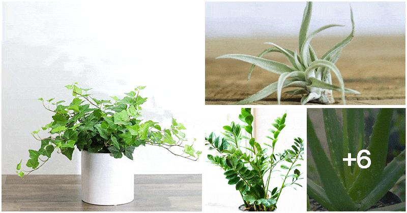 10 Easy-to-grow Houseplants That Don't Require Much