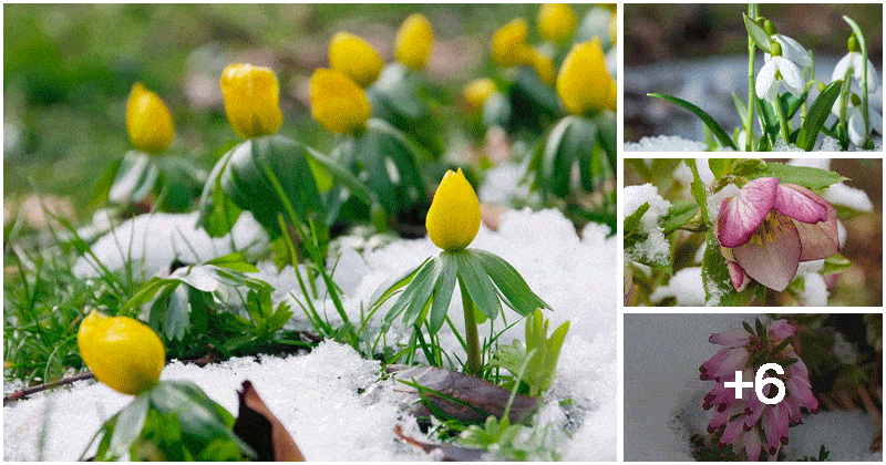 10 Plants That Open Beautiful Flowers In Winter