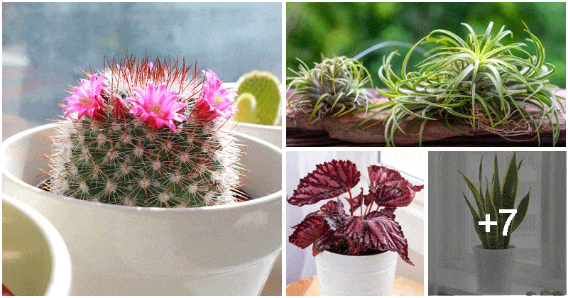 12 Easy-to-grow Office Plants