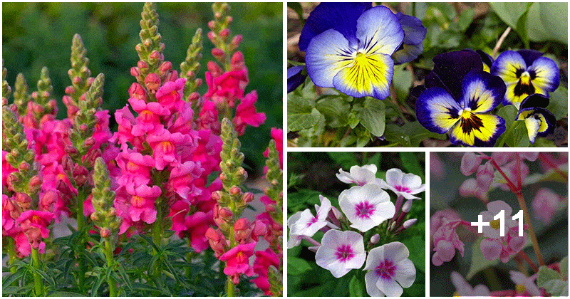 15 Hardy Flowers For Beginners