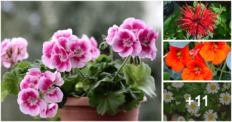15 Useful Flowers To Grow In The Garden