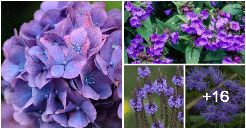 20 Beautiful Plants That Displays Green Leaves And Purple Flowers