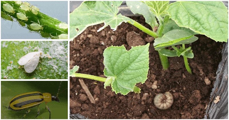 8 Common Cucumber Harmful Pests