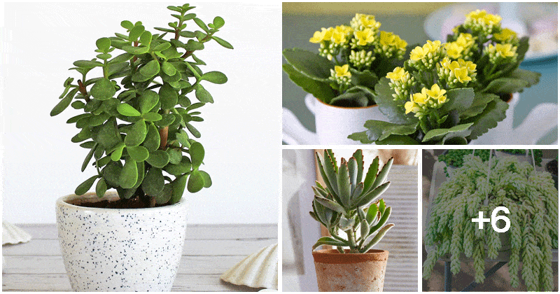 10 Most Popular Indoor Succulent Varieties