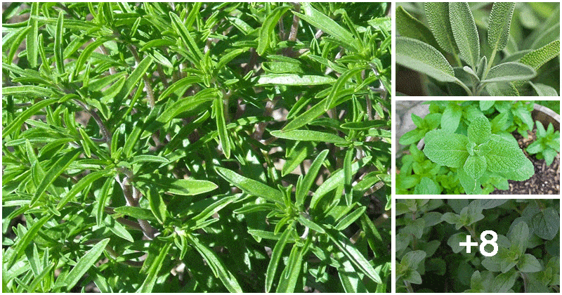 12 Best Tasty Green Herbs To Grow In The Garden