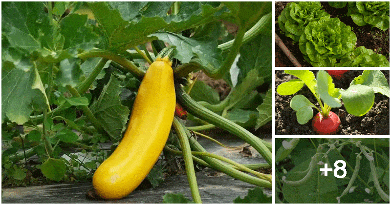 12 Good Vegetables For The Growth Of Peppers