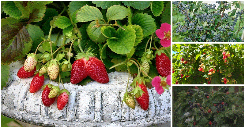 7 Best Berries for Your Container Gardens