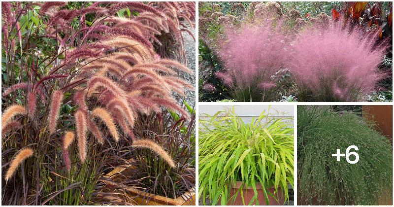 Beautiful Ornamental Grass Varieties To Grow In Containers