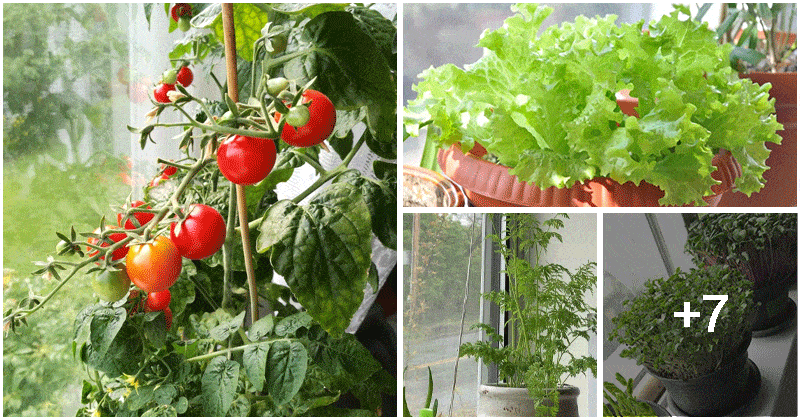 Easy-to-grow Vegetables For A Windowsill Garden