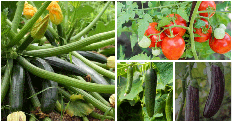 Vegetable Varieties That Are Actually Fruits