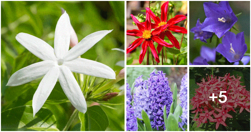 10 Beautiful Star-Shaped Flowers