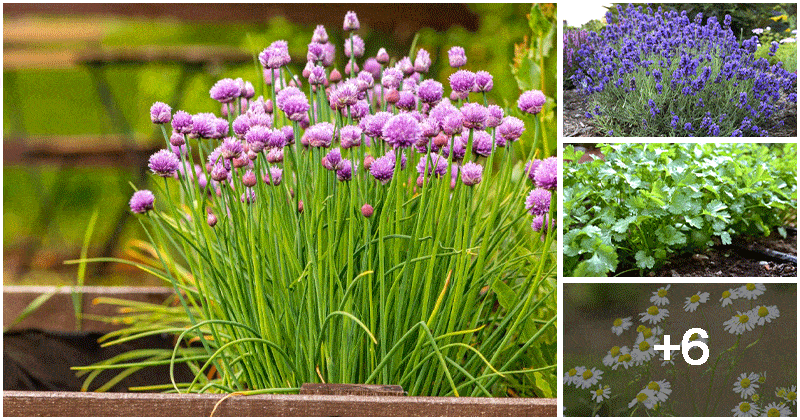 10 Herbs That Can be Harvested Year-round