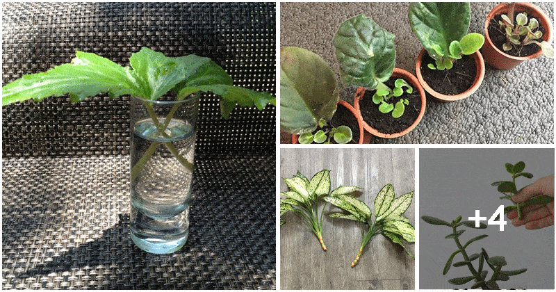 8 Houseplants You Can Propagate From Cuttings