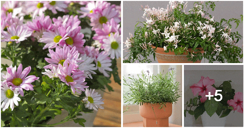 9 Best Beautiful Flowers That Bring Good Luck to Your Home