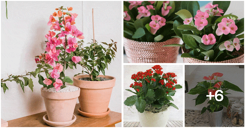 10 Beautiful Houseplants That Bloom All Year