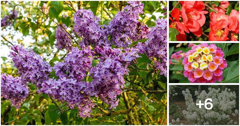 10 Best Shrubs That Withstand The Heat of Summer Days