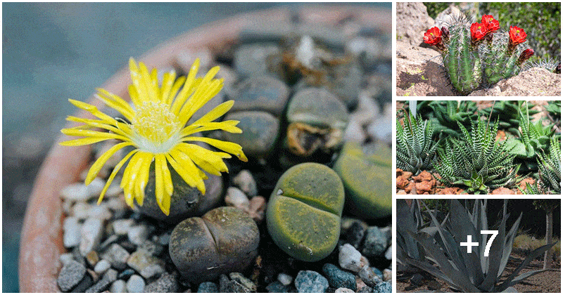 11 Best Drought-Tolerant Succulent and Cactus Varieties