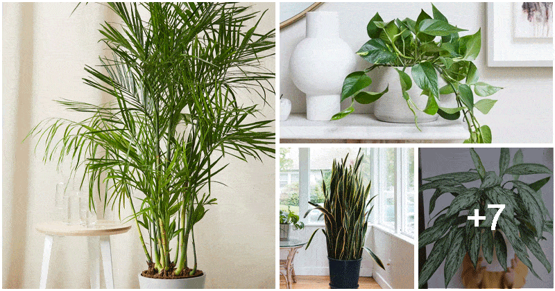 11 Best Houseplants To Reduce Hot Temperature For Summer Days